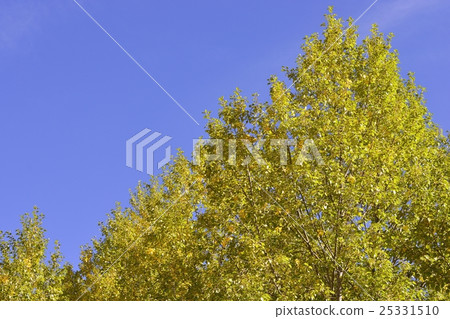 Poplar in autumn Poplar in autumn 25331510