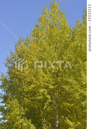 Poplar in autumn 25331513