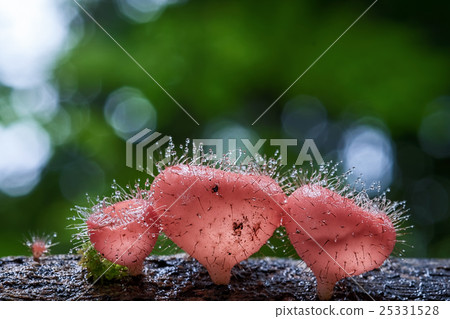 Pink fungicup or Cookeina tricholoma  mushroom 25331528