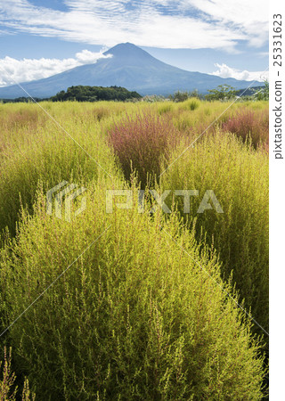 Coloring Kokia Garden 25331623