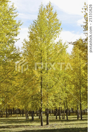Poplar a tree 25331626