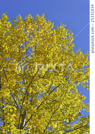 Blue sky and poplar 25332834