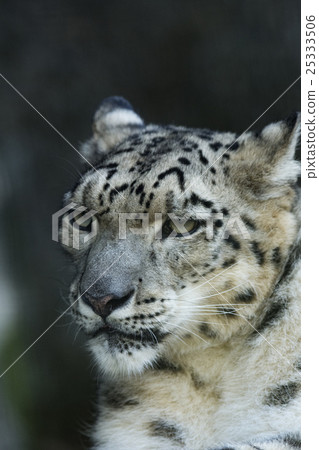 Snow leopard 25333506