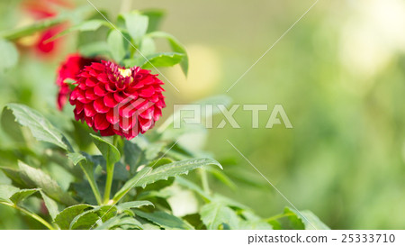 Dahlia Dahlia 25333710