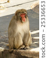 坐在日本的猴子 25336653