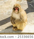 蹲日本猴子 25336656