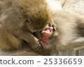 日本種的猴子 25336659