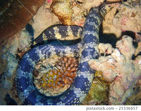 Erabu sea snake 25336857