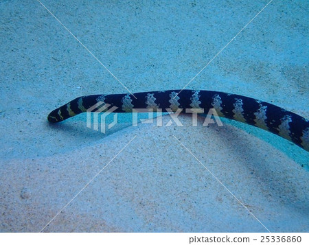 Erabu sea snake 25336860