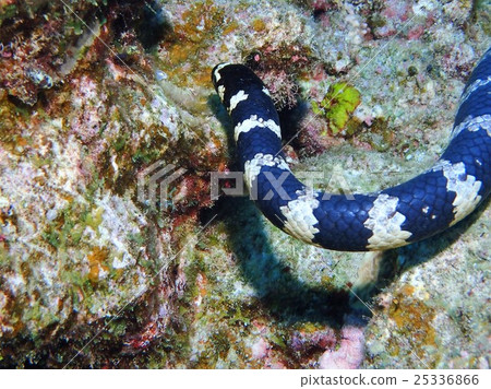 Erabu海蛇 Erabu海蛇 25336866