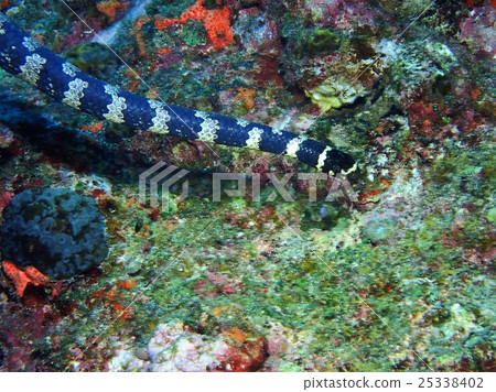 Erabu sea snake 25338402
