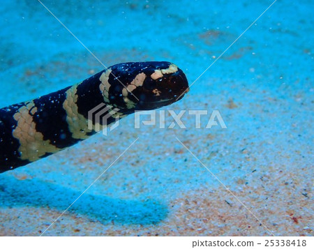 Erabu sea snake 25338418