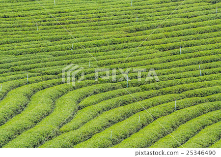 Choui Fong Tea Plantation 25346490