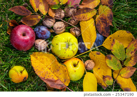 Autumn scene Autumn scene 25347190