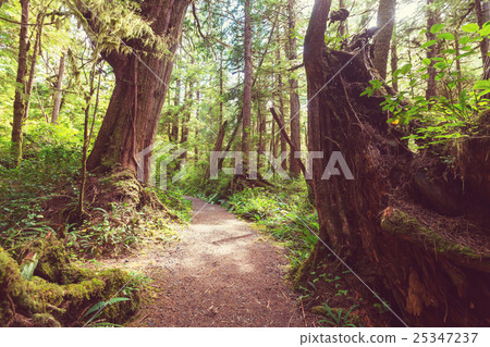 Vancouver forest Vancouver forest 25347237