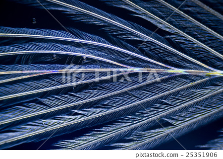 Blue feather Images - Search Images on Everypixel