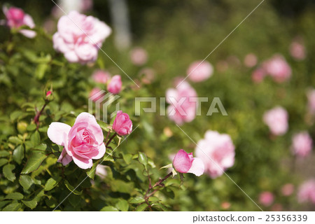Rose Garden (Varieties: Shrub Rose Bonica) Rose Garden (Varieties: Shrub Rose Bonica) 25356339