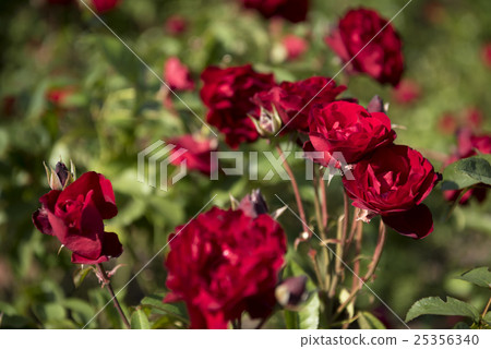 Rose Garden (Varieties: Floribanda Rose New Daily Mail) 25356340