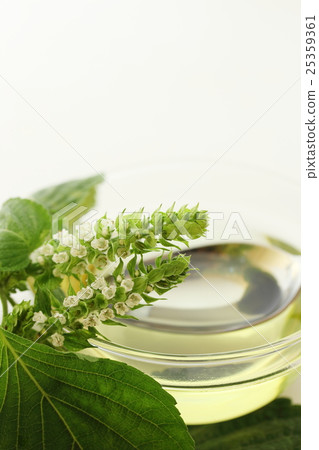 Perilla flower and perilla oil Perilla flower and perilla oil 25359361