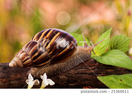 gastropod on wooden natural background gastropod on wooden natural background 25360011