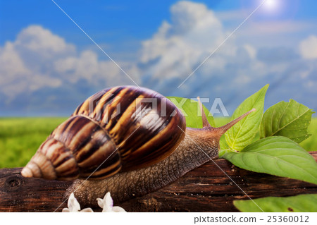 gastropod on wooden natural  blue sky background 25360012