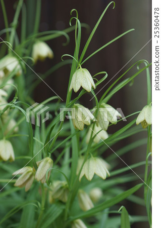 Yoragasa Yuri Shell Mother (Baito) The flower language is "talent" 25360478