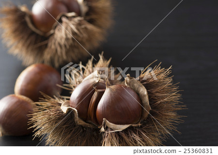 Chestnut chestnut 25360831