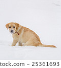 labrador retriever on a winter walk 25361693