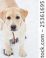 labrador retriever on a winter walk 25361695