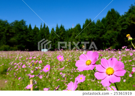 東洋的宇宙村13 2016年 25361919