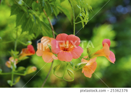 Nausuz Kazura Nausuz Kazura 25362376