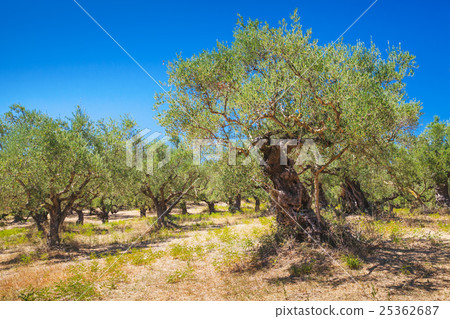 Olive trees in summer Greek garden, Zakynthos Olive trees in summer Greek garden, Zakynthos 25362687