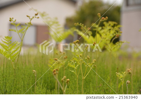 Bracken living in vacant lots of settlements Shiga ken 25363940