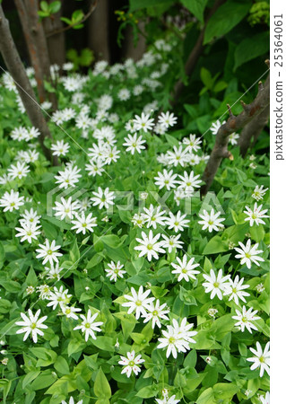 一個可愛的小蛋 25364061