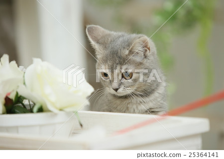 Fainty kitten (British Shorthair) 25364141