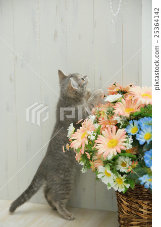 小貓（英國短毛貓） 25364142