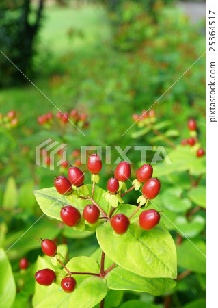 Cute hippelic fruit 25364517