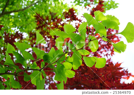 美麗的新鮮的綠色銀杏樹 25364970