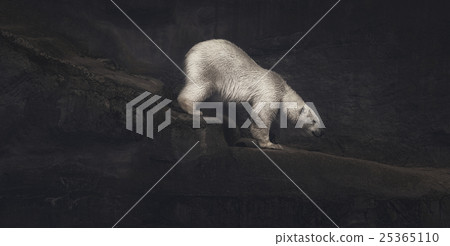 Climbing polar bear 25365110