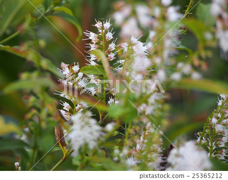 Simobasyla 花 霜柱 之花 照片素材 圖片 圖庫