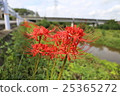 A cluster amaryllis that blooms on the river 25365272