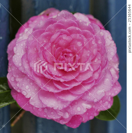 Camellia wet in the rain Camellia wet in the rain 25365644