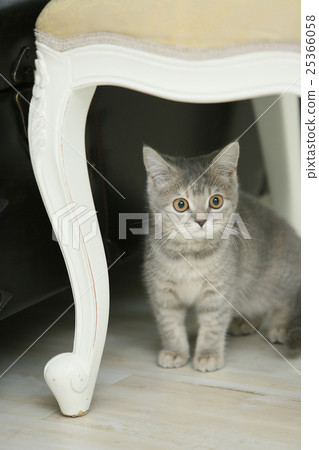 Hide and seek kitten (British short hair) 25366058