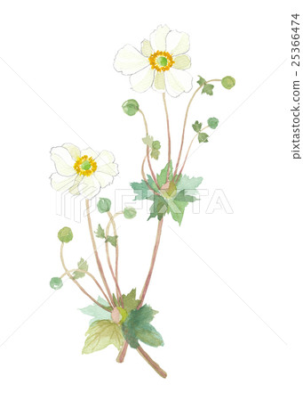 Shuigiku Shumakeiki Kibune Chrysanthemum Kibunegu Shuigiku Shumakeiki Kibune Chrysanthemum Kibunegu 25366474