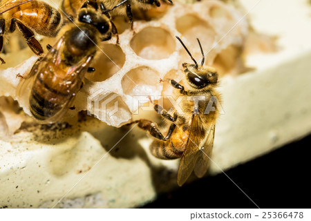 Bees at beehive 25366478