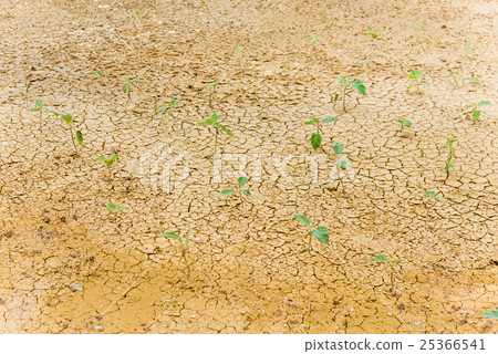 Plant in dried cracked mud Plant in dried cracked mud 25366541