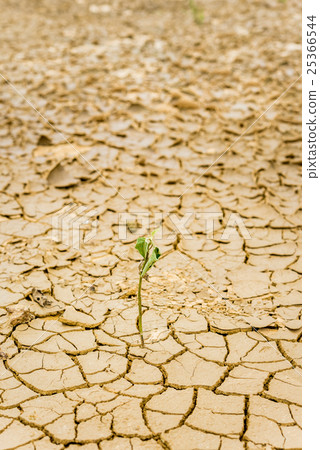 Plant in dried cracked mud 25366544
