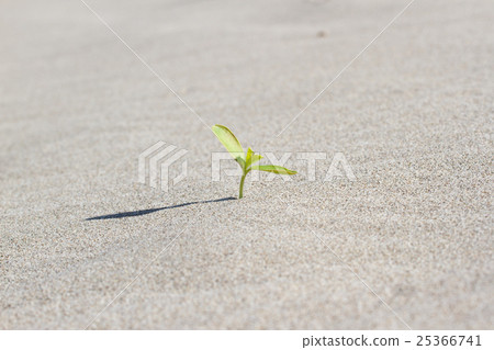 Plant sprouting in the desert Sahara. Seedling Plant sprouting in the desert Sahara. Seedling 25366741
