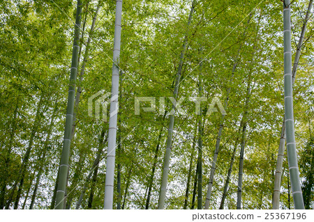  竹林 25367196
