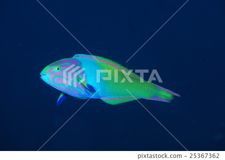 Yamabuki Kibera Yamabuki Kibera 25367362